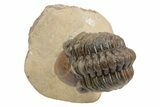 Partially Enrolled Reedops Trilobite - Aatchana, Morocco #235691-2